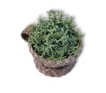فنجان نعلبکی حصیری 